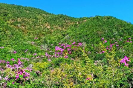 Mùa hoa Bằng lăng Phước Trung tháng 5