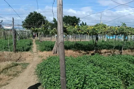 Cần sang lại 517m2 đất HNK khu 7 Quẹo phường Bảo An chỉ 490tr