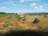 Cần bán farm 3,3ha tại Bác Ái ngay Cầu Sông Cái chỉ 6.x tỷ