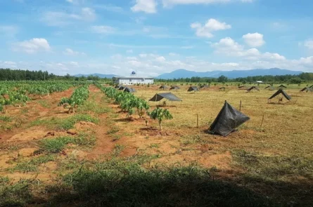 Cần bán farm 3,3ha tại Bác Ái ngay Cầu Sông Cái chỉ 6.x tỷ